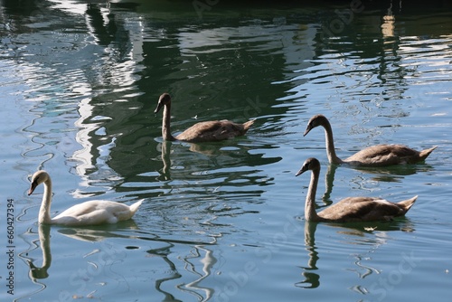 Photography Mother swan feeding its three goslings at Ashbridges Bay in Toronto, Ontario
