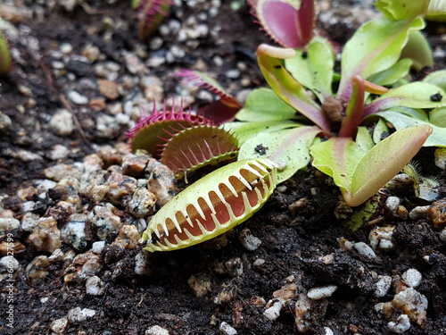 Venus flytrap traps Dionaea muscipula Carnivorous Plants