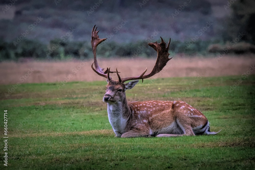 Scenic view of deer grazing on a green meadow Scenic view of deer grazing on a green meadow