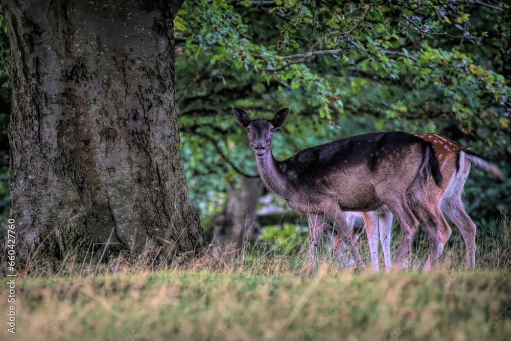 Scenic view of deer grazing on a green meadow Scenic view of deer grazing on a green meadow