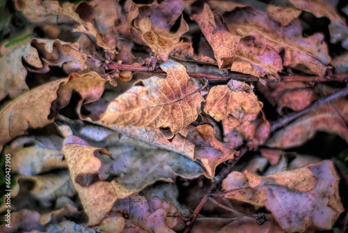 Closeup of dried leaves in autumn