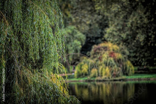 Closeup of a green willow tree at a pond