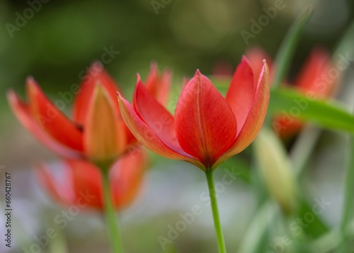 Vibrant array of Tulip flowers displayed on a lush green lawn in a picturesque garden setting