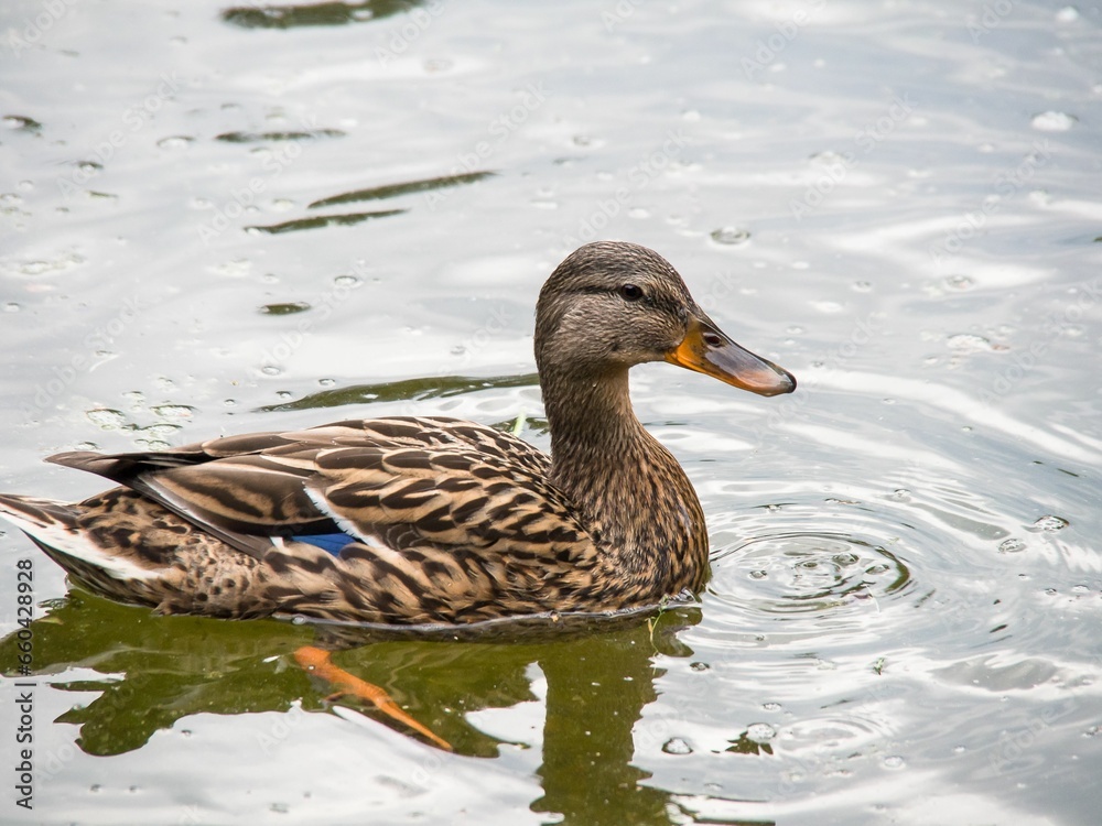 duck swimming in water near rock shore with ripples and ripplers duck swimming in water near rock shore with ripples and ripplers
