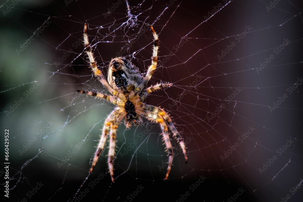 Close-up of a European garden spider spinning its web with insect caught in the center Close-up of a European garden spider spinning its web with insect caught in the center