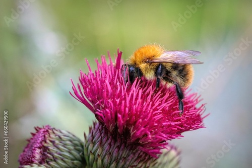 Closeup pf a bee perched on the thistle flower in a field of lush green grass