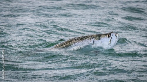 Closeup of a fish swimming in the sea