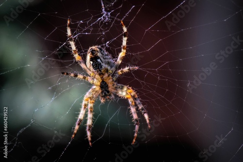 Close-up of a European garden spider spinning its web with insect caught in the center