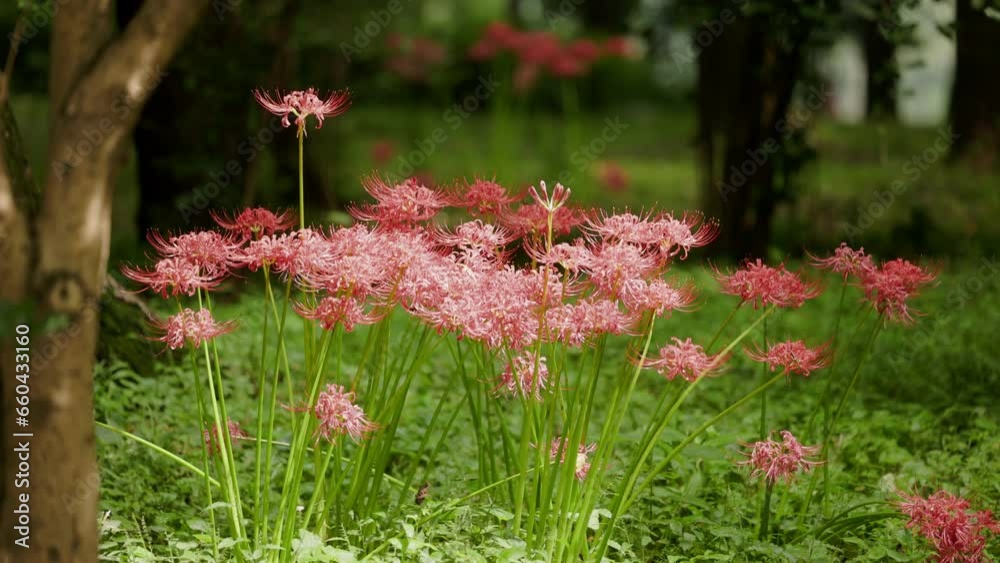 Red spider lily flowers blooming in the garden with blur background