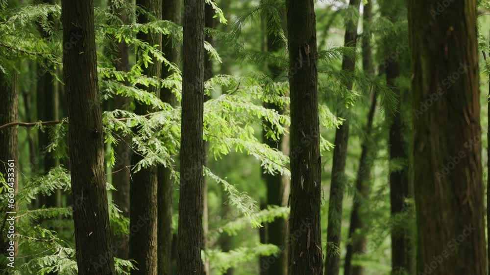 Group of green-leaved trees growing in the park on a sunny day with blur background