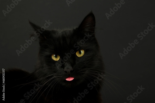 A beautiful black cat is licking his lips appetitively. A black cat on a black background. Advertising of cat food, balanced cat food, pet care.