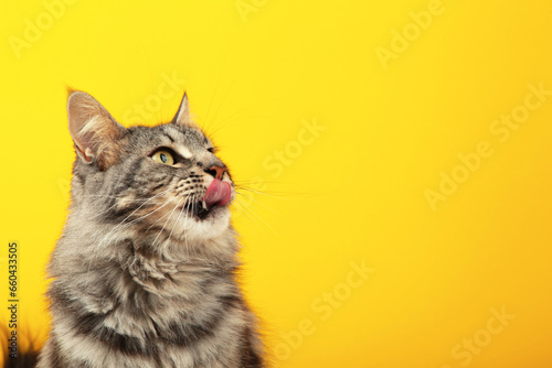 Photography A beautiful black cat is licking his lips appetitively