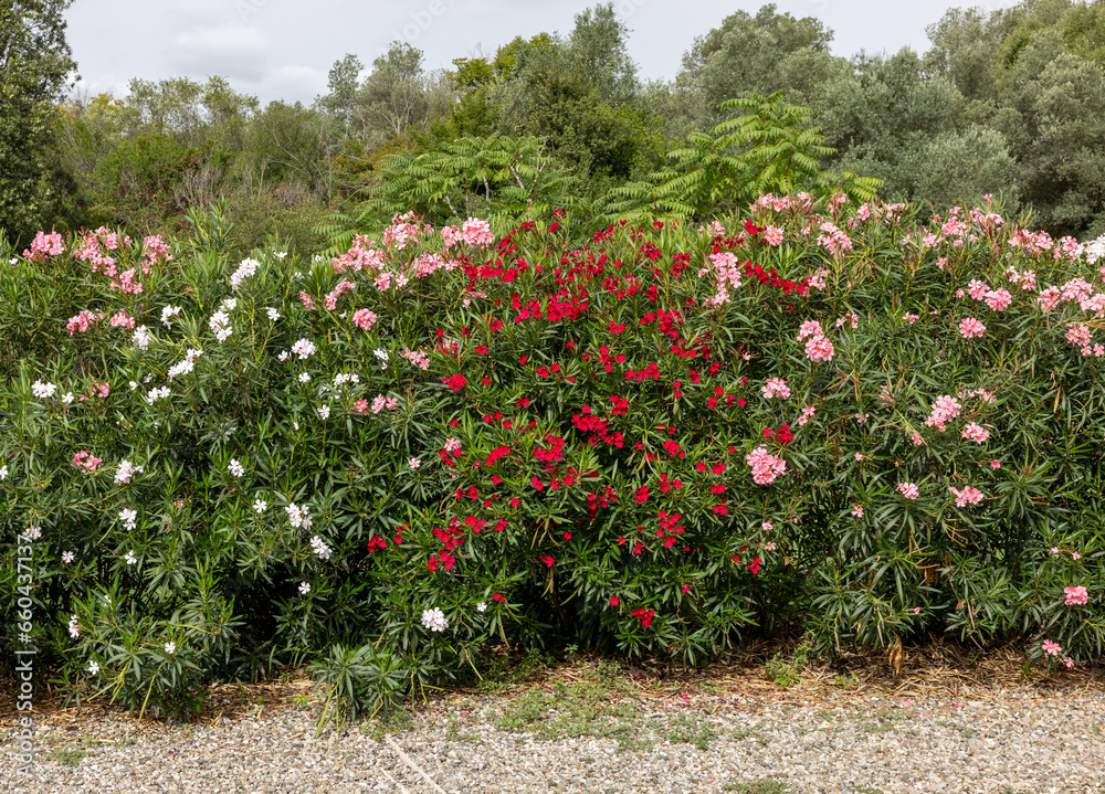 Beautiful small Oleander flowers. a poisonous evergreen  shrub that is widely grown in warm countries for its clusters of white, pink, or red flowers.