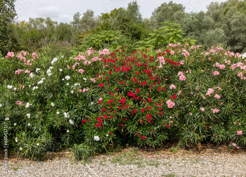 Beautiful small Oleander flowers. a poisonous evergreen  shrub that is widely grown in warm countries for its clusters of white  pink  or red flowers.