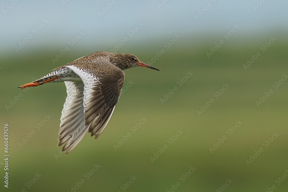 Closeup of a Common Redshank in flight with a blurry background Closeup of a Common Redshank in flight with a blurry background