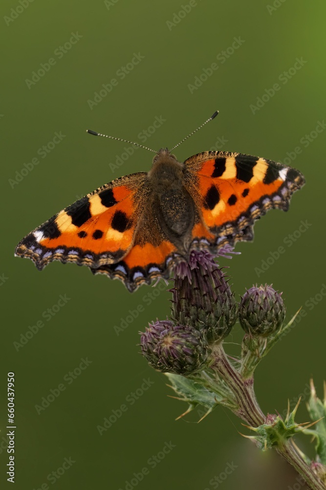 Closeup of a Large Tortoiseshell perched on the flower with a blurry background