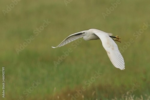 Closeup of a Little Egret soaring in the sky with a blurry background