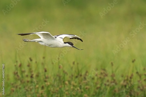 Closeup of a Pied Avocet in flight on a sunny day © Wirestock