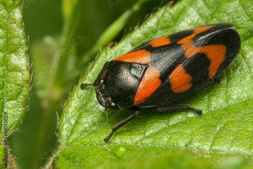 Closeup of a Red-And-Black Froghopper on a lush green on a sunny day