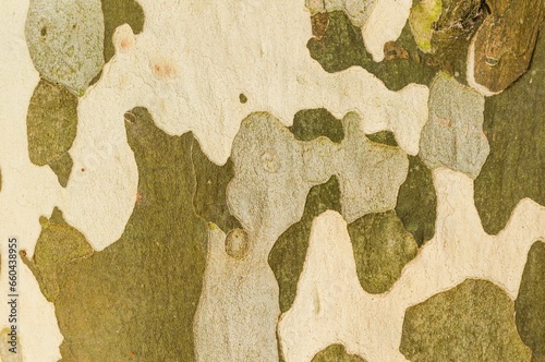 Picture features a close-up of a tree bark with an array of autumnal colors photo