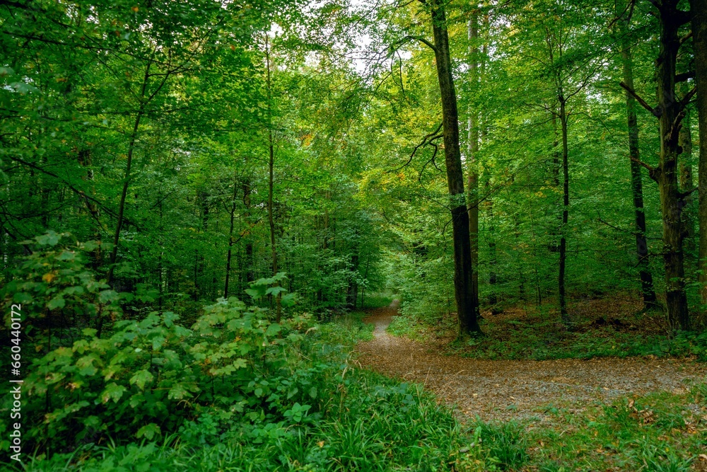 Scenic pathway leading through a lush, wooded forest, surrounded by tall, majestic trees Scenic pathway leading through a lush, wooded forest, surrounded by tall, majestic trees
