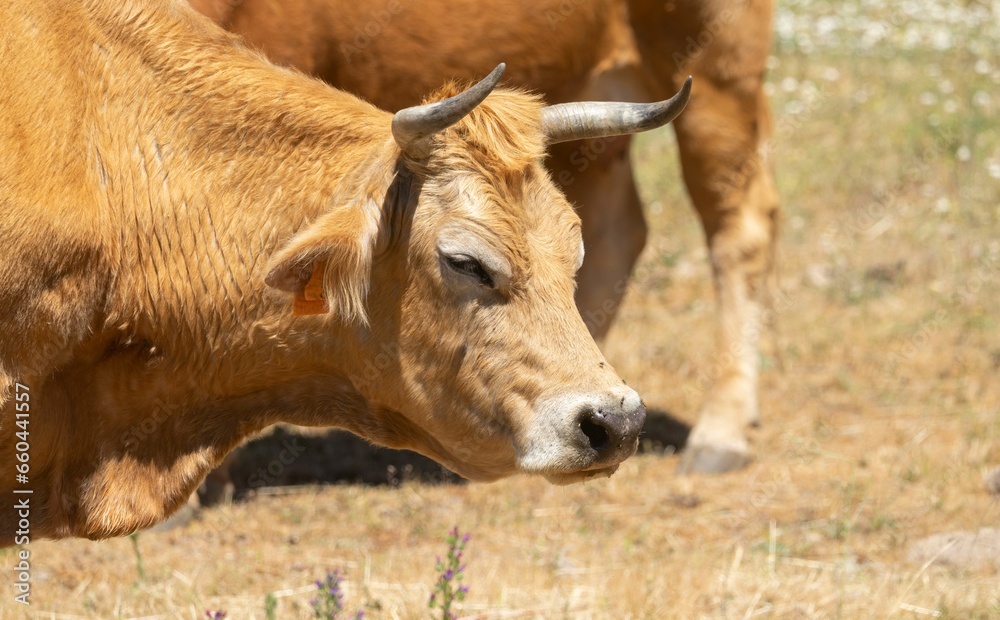 Closeup of a brown cow in a field on a sunny day