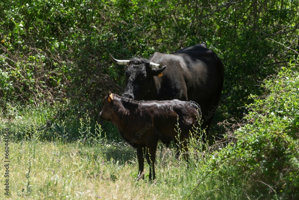 Black cows in a green field on a sunny day Black cows in a green field on a sunny day
