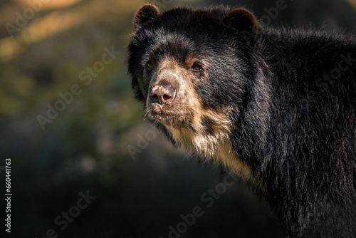 Close up shot of an adorable black bear in its natural habitat