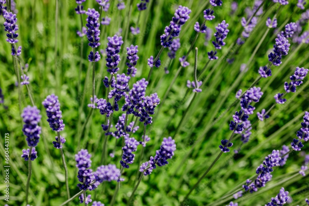 a closeup of small lavender flowers growing in the grass a closeup of small lavender flowers growing in the grass