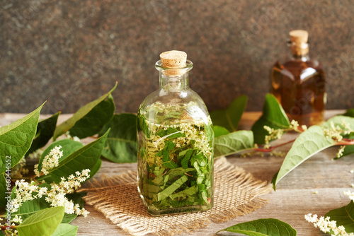 Herbal tincture with fresh japanese knotweed plant in a bottle