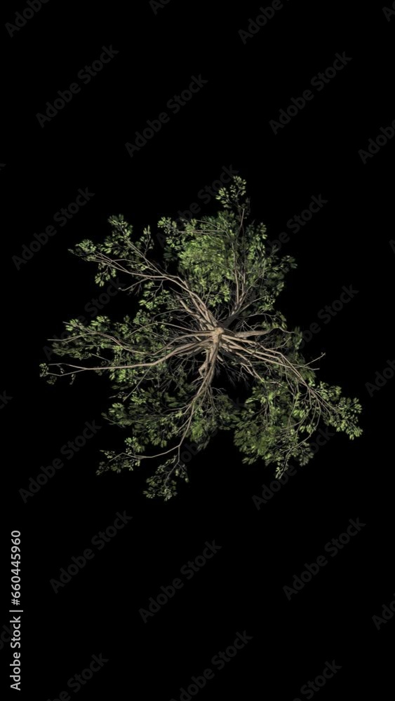 Beautiful evergreen confier tree animation in windy condition in top ...