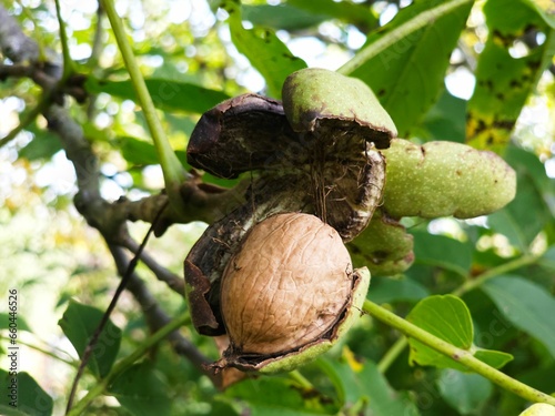 Ripe walnut in a shell on a green walnut tree
