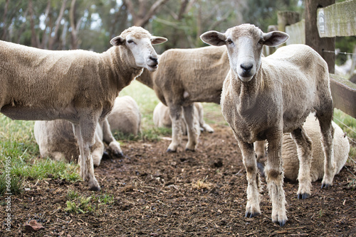Fototapeta Naklejka Na Ścianę i Meble -  Farm sheeps