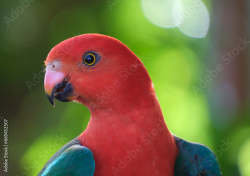 Australian King Parrot closeup portrait background of green trees