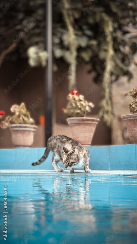 bird in the water bird in the water
