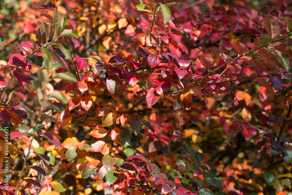 bright colorful autumn foliage. Autumn background bright colorful autumn foliage. Autumn background