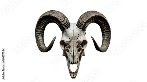 skeleton sheep's skull with horns. Isolated on Transparent background.