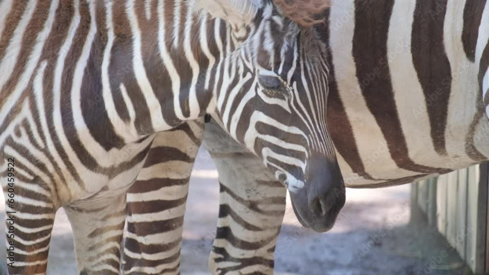 Close-up of a baby zebra standing next to its mother. the zebra family Close-up of a baby zebra standing next to its mother. the zebra family