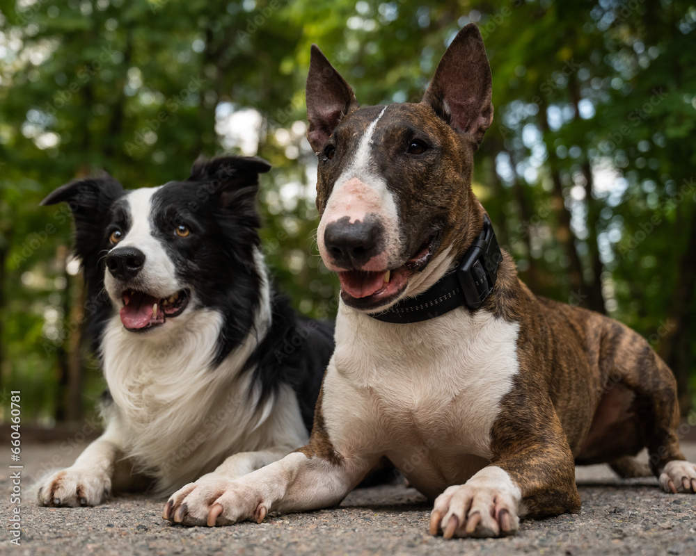 Bull terrier and border collie lie outdoors. Two dogs on a walk. 