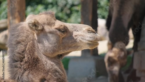 Close-up of a camel chewing food. A two-humped pack animal moves its jaws and eats food. 
