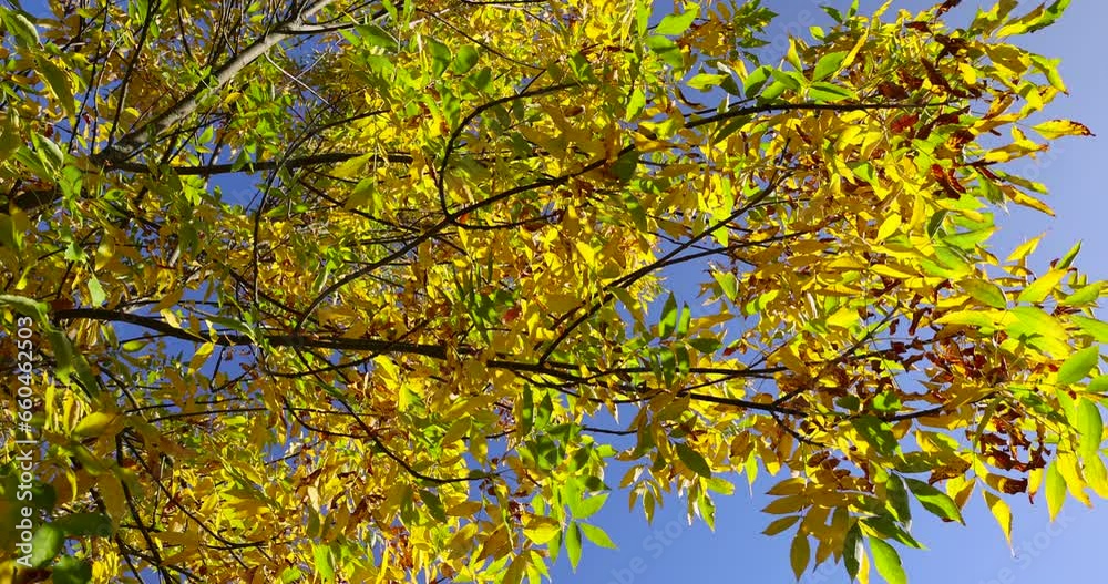 autumn changes on ash trees on a sunny day, beautiful changes in the color of ash foliage in the autumn season autumn changes on ash trees on a sunny day, beautiful changes in the color of ash foliage in the autumn season