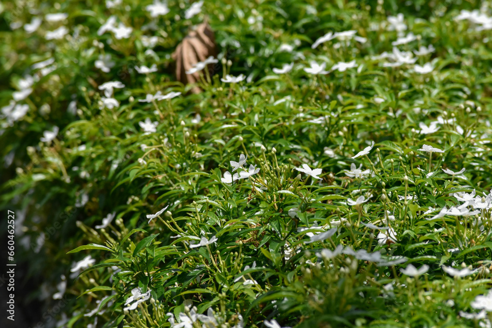 lots of white flowers