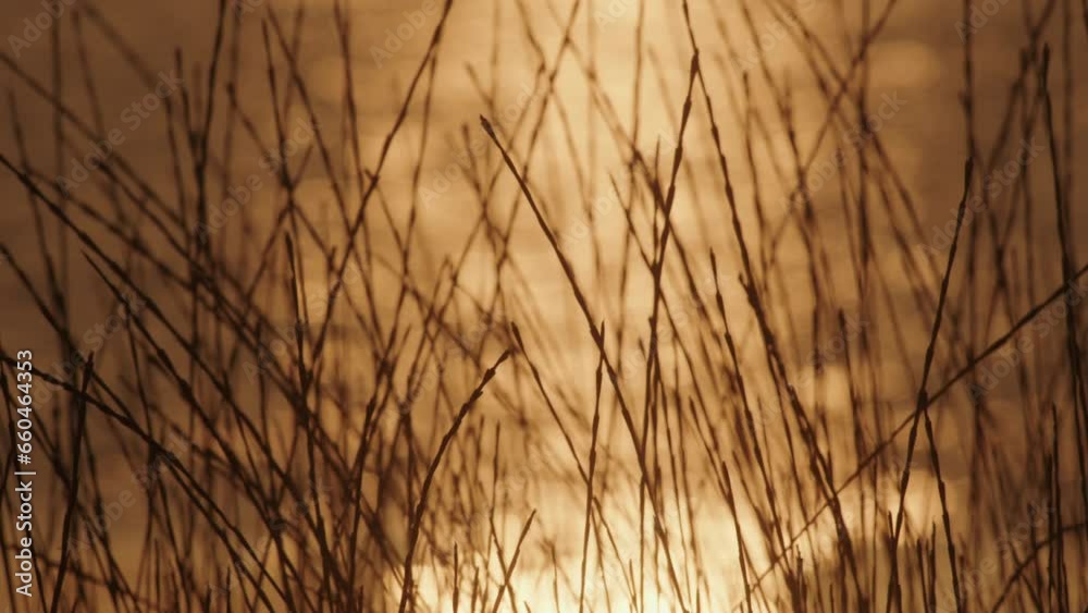 Swaying grass against a colorful sunset sea Swaying grass against a colorful sunset sea