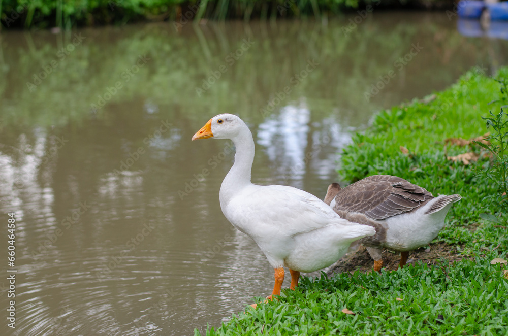 Couple ducks are resting and food in the green grass the canal.