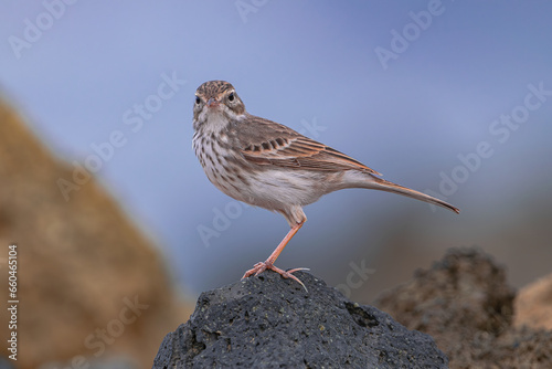 Berthelot's pipit bird, (Anthus berthelotii), standing on a volcanic rock, Tenerife, Canary islands, Spain photo
