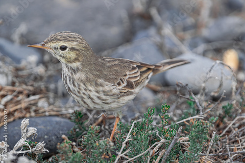 Berthelot's pipit bird, (Anthus berthelotii), standing on vegetation in search of food, Tenerife, Canary islands, Spain