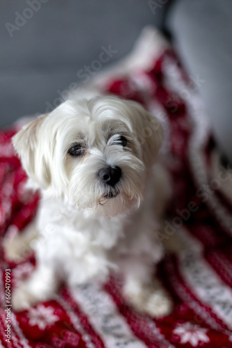 Cute white puppy, Maltese dog breed, sitting at home, happy and healthy dog
