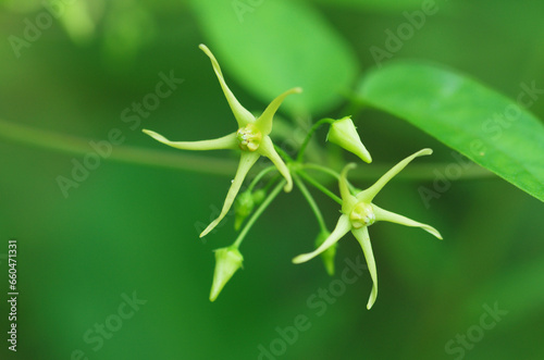 シロバナカモメヅルの花