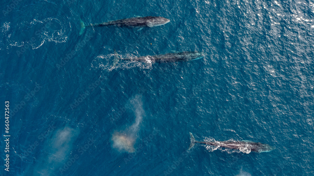 greenland whale whatching aerial drone view 