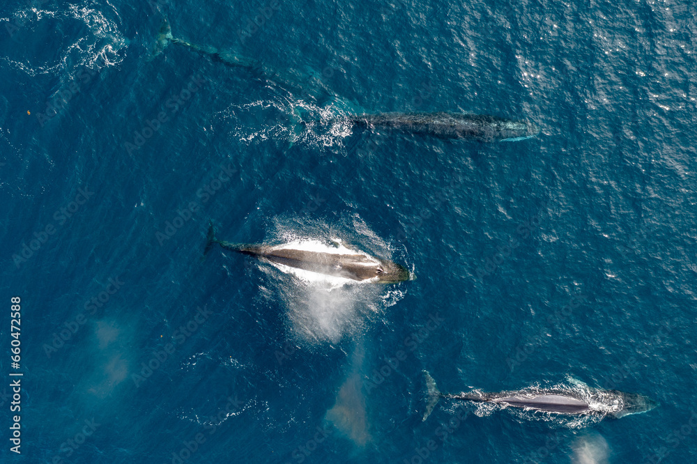 Fototapeta premium greenland whale whatching aerial drone view 